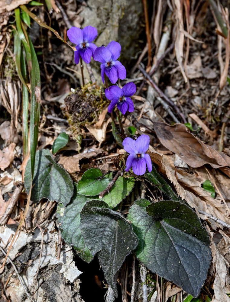 Image of Viola dehnhardtii specimen.