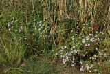 Symphyotrichum × salignum. Цветущие растения. Ленинградская обл., окр. пос. Большая Ижора, побережье Финского залива, граница тростниковых зарослей и псаммофильного сообщества. 15.09.2024.