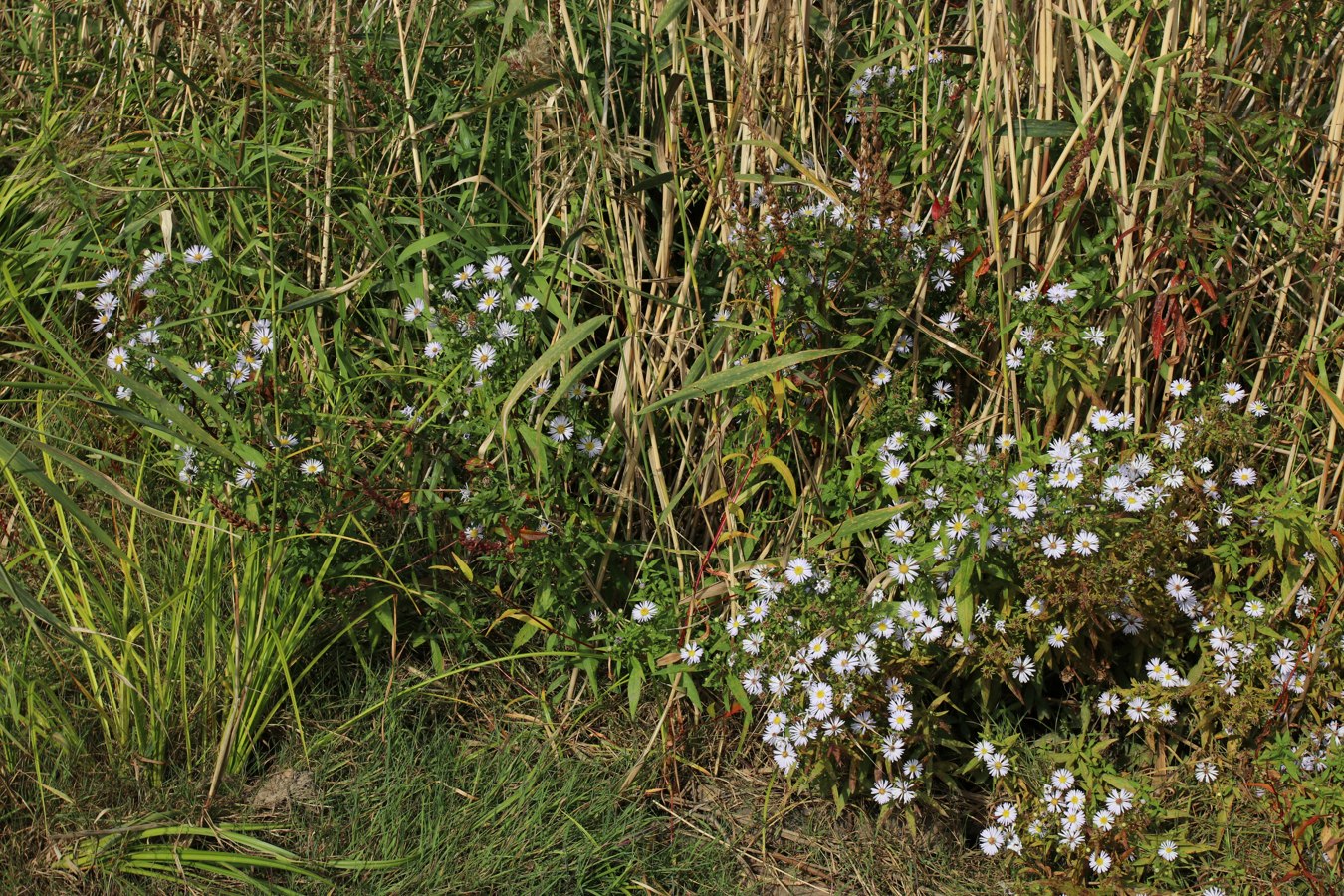 Изображение особи Symphyotrichum × salignum.
