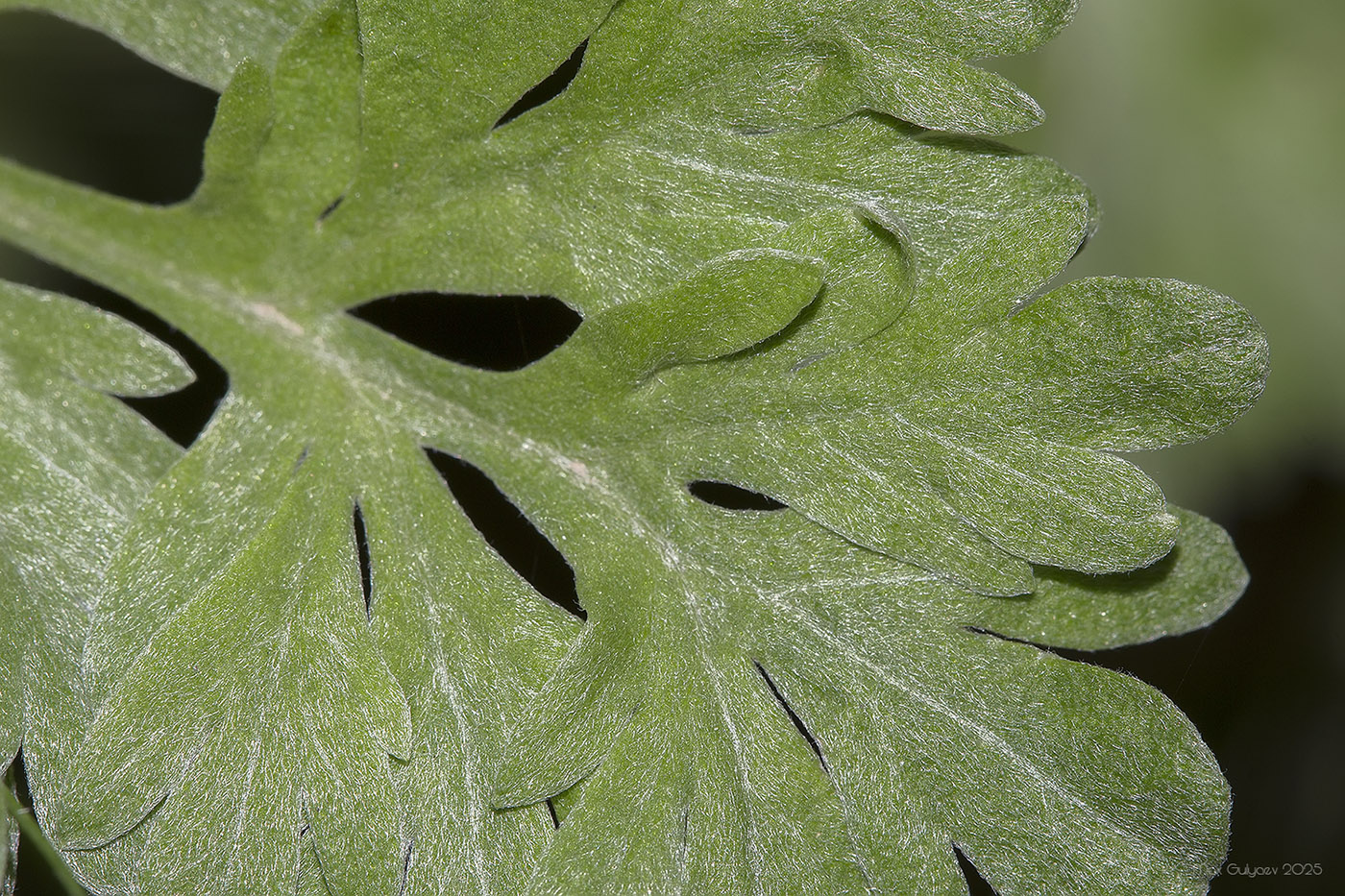 Image of Artemisia absinthium specimen.