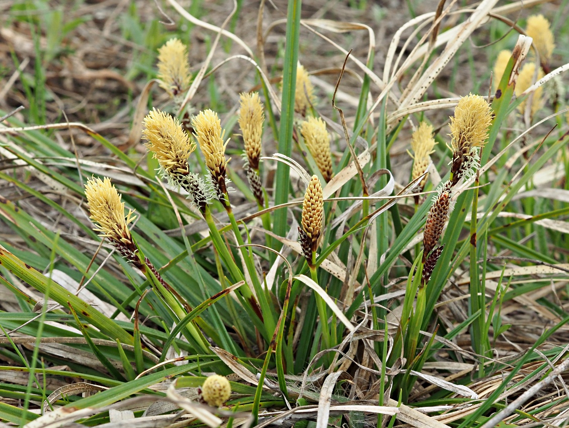 Image of Carex ericetorum specimen.