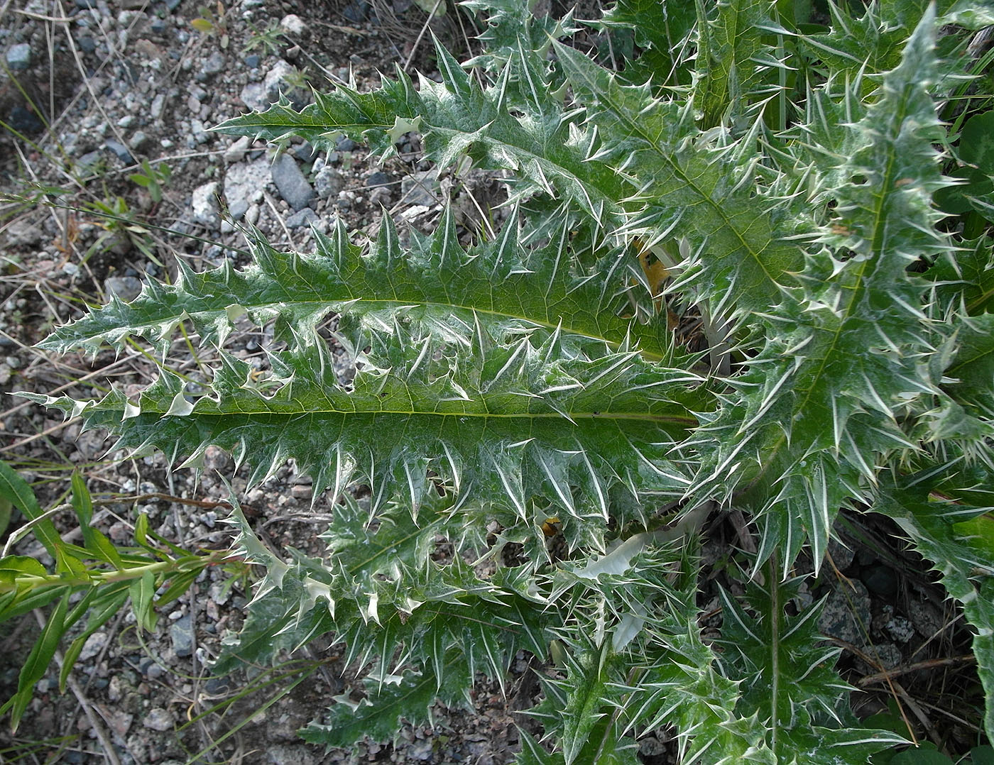 Image of Alfredia nivea specimen.