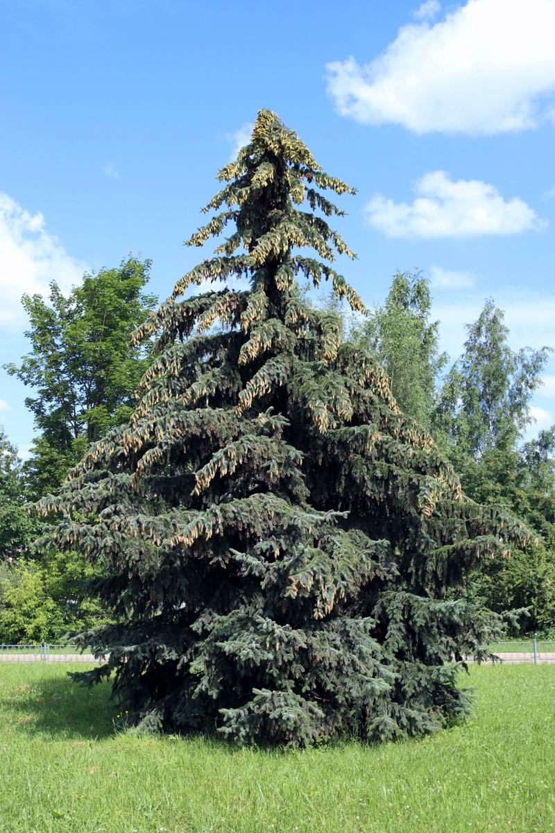 Image of Picea pungens f. glauca specimen.