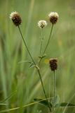 Trifolium montanum