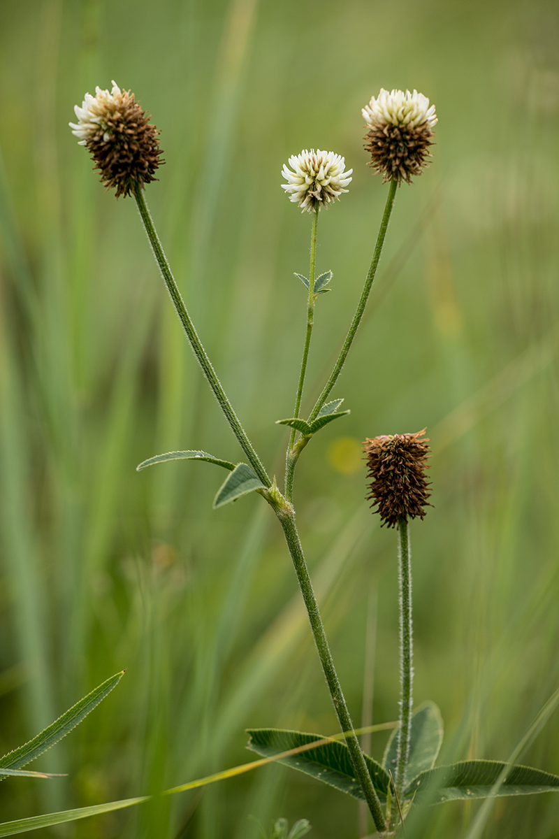 Image of Trifolium montanum specimen.