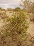 Salsola arbuscula. Растение на бугристых песках. Казахстан, Кызылординская обл., Казалинский р-н. 17 июля 2010 г.