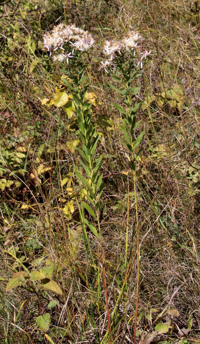 Изображение особи Galatella dracunculoides.