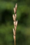 Sieglingia decumbens