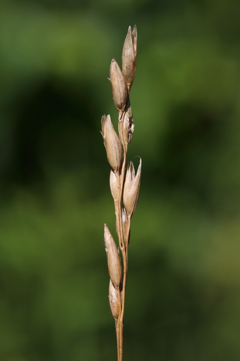 Image of Sieglingia decumbens specimen.