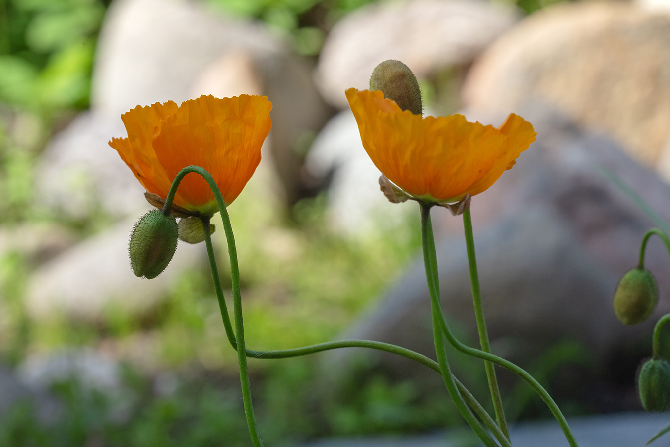 Image of genus Papaver specimen.