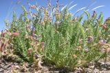 Oxytropis chiliophylla