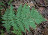 Dryopteris carthusiana. Вайя. Татарстан, Агрызский р-н, окр. с. Красный Бор, старые посадки соснового леса. 11.08.2025.