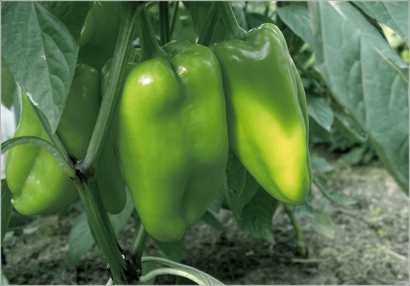 Изображение особи Capsicum annuum.