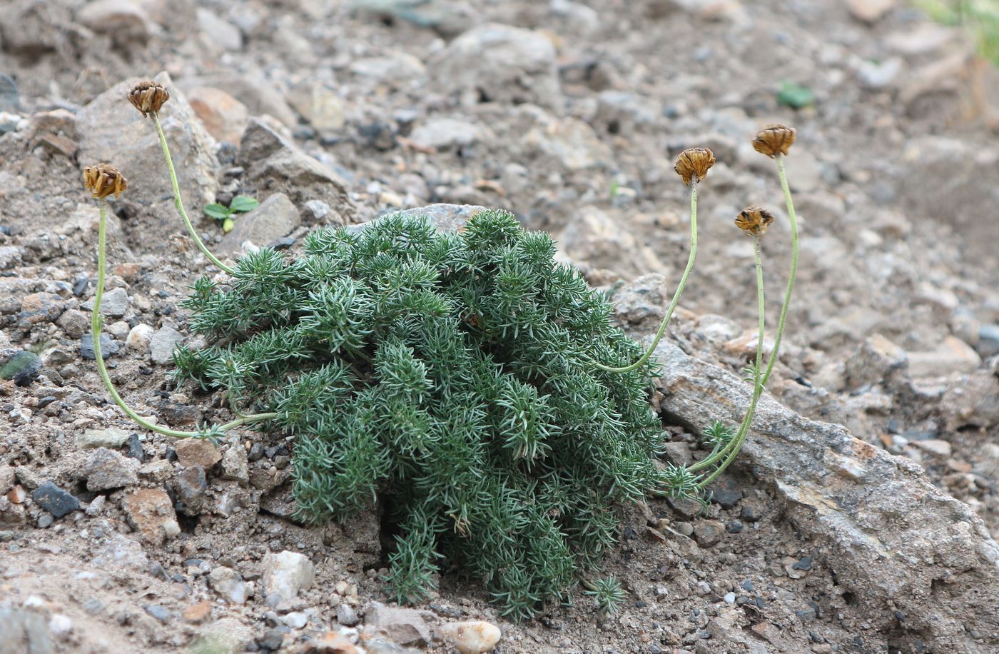 Изображение особи Anthemis sosnovskyana.