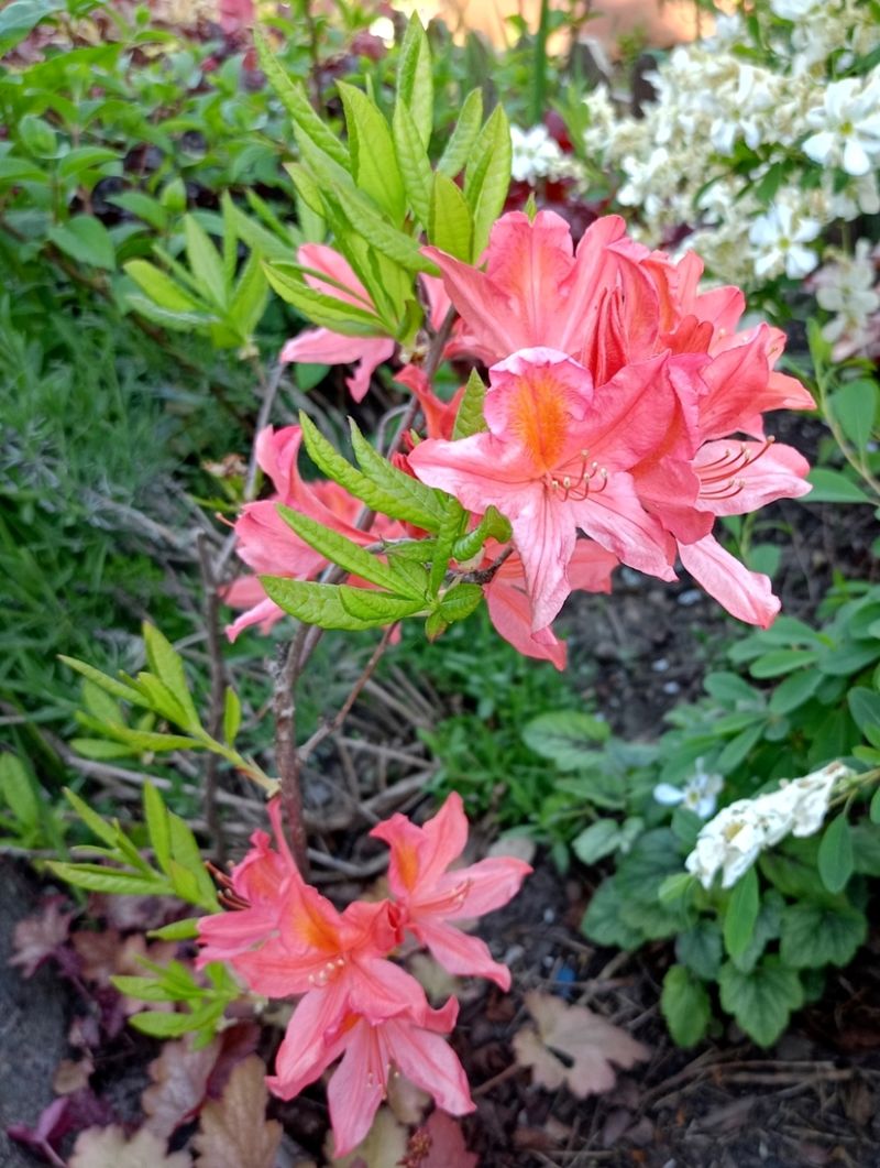 Изображение особи Rhododendron molle ssp. japonicum.