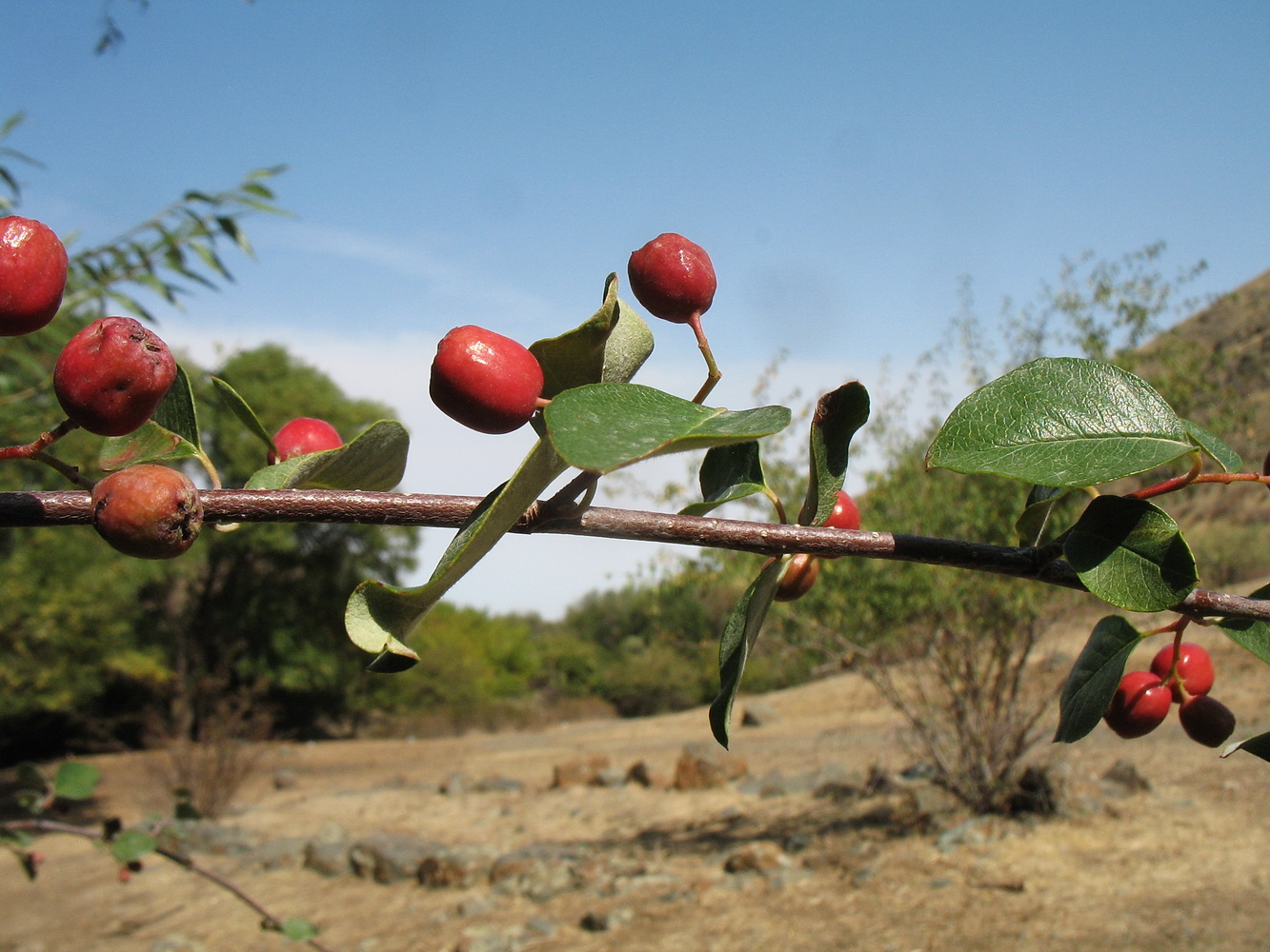 Image of Cotoneaster megalocarpus specimen.