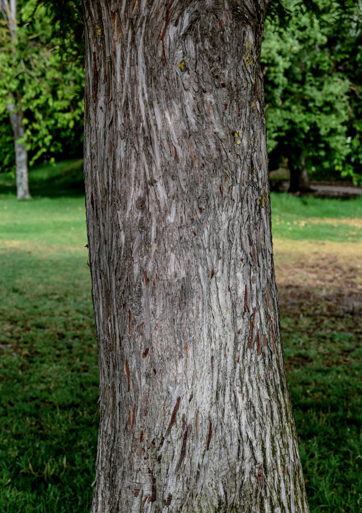 Image of Taxodium distichum specimen.
