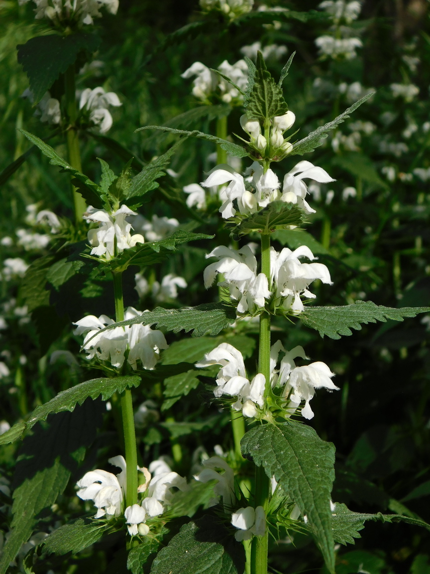 Image of Lamium album specimen.