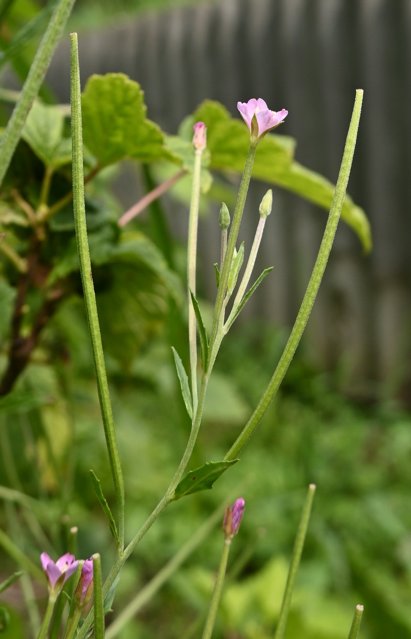 Image of genus Epilobium specimen.