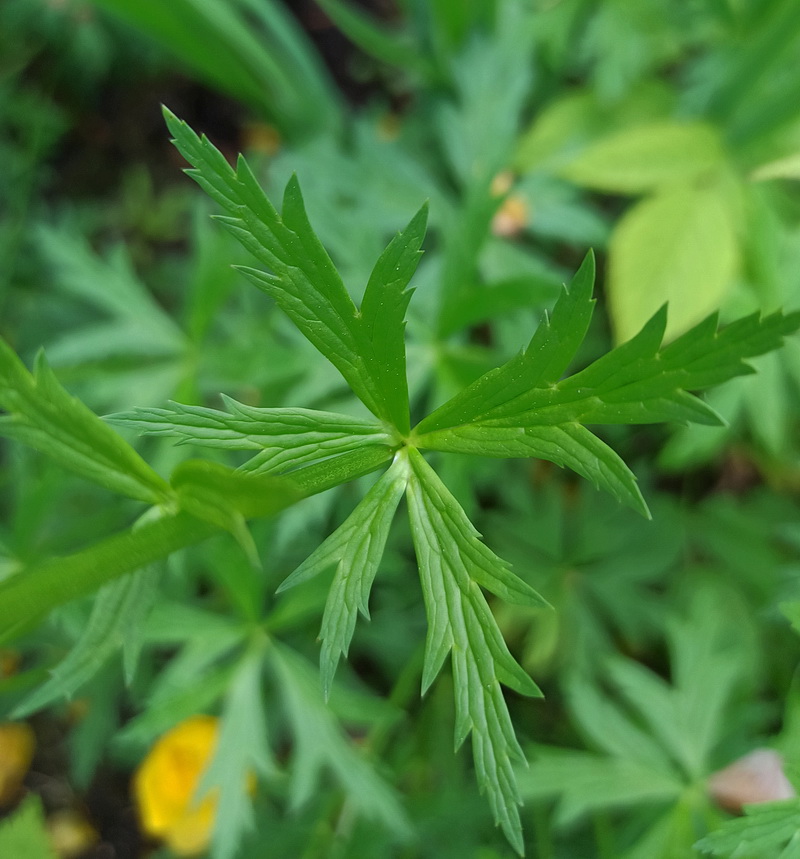 Image of Trollius europaeus specimen.