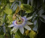 Passiflora caerulea. Цветок в росе, бутон и лист. Абхазия, Гагрский р-н, с. Лдзаа, частный сад. 15.06.2025.