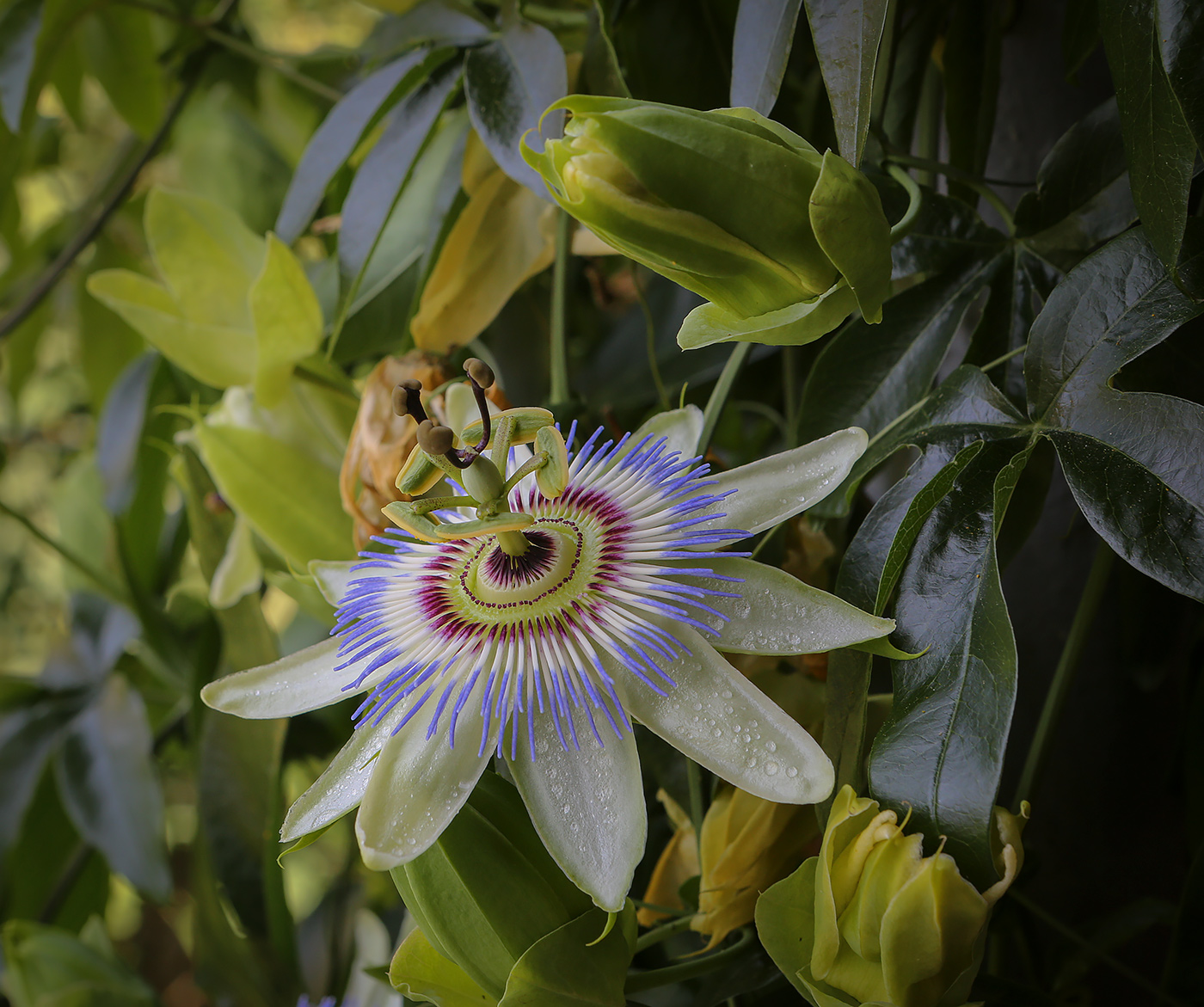 Image of Passiflora caerulea specimen.