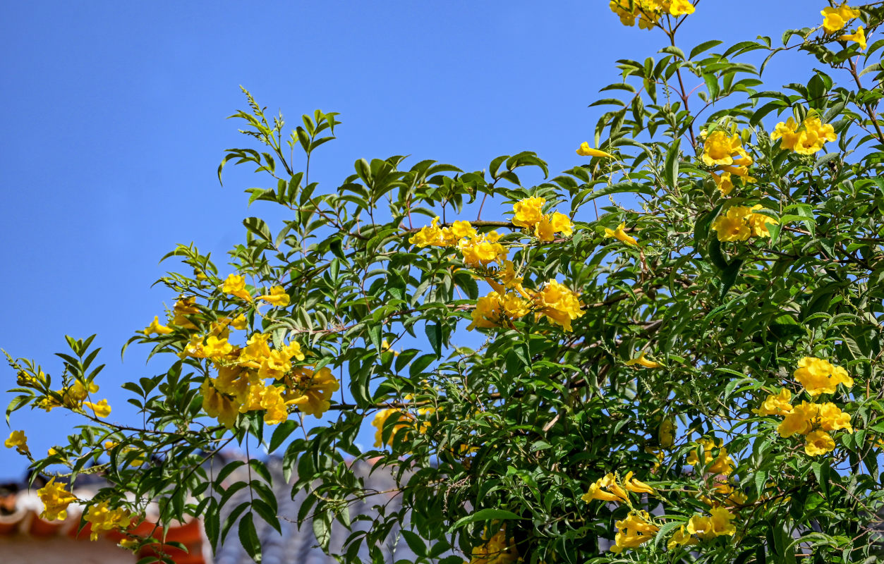 Image of Tecoma stans specimen.