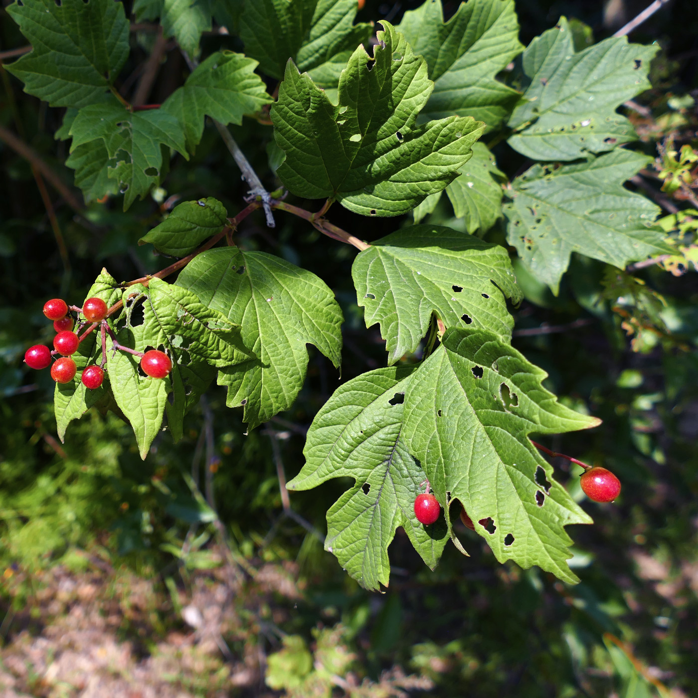 Изображение особи Viburnum opulus.