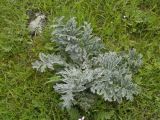 Phlomoides laciniata