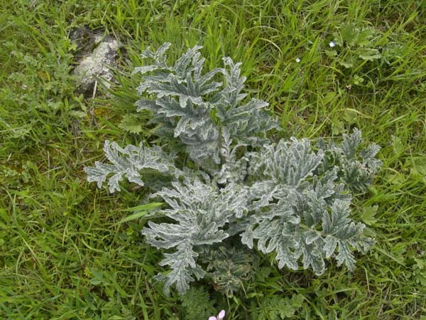 Изображение особи Phlomoides laciniata.