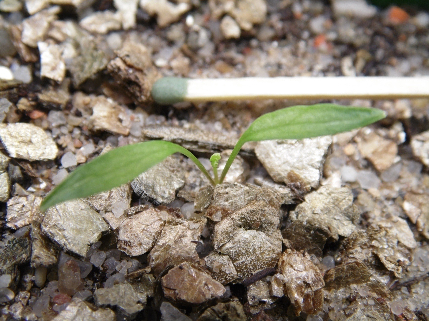 Image of Archangelica decurrens specimen.