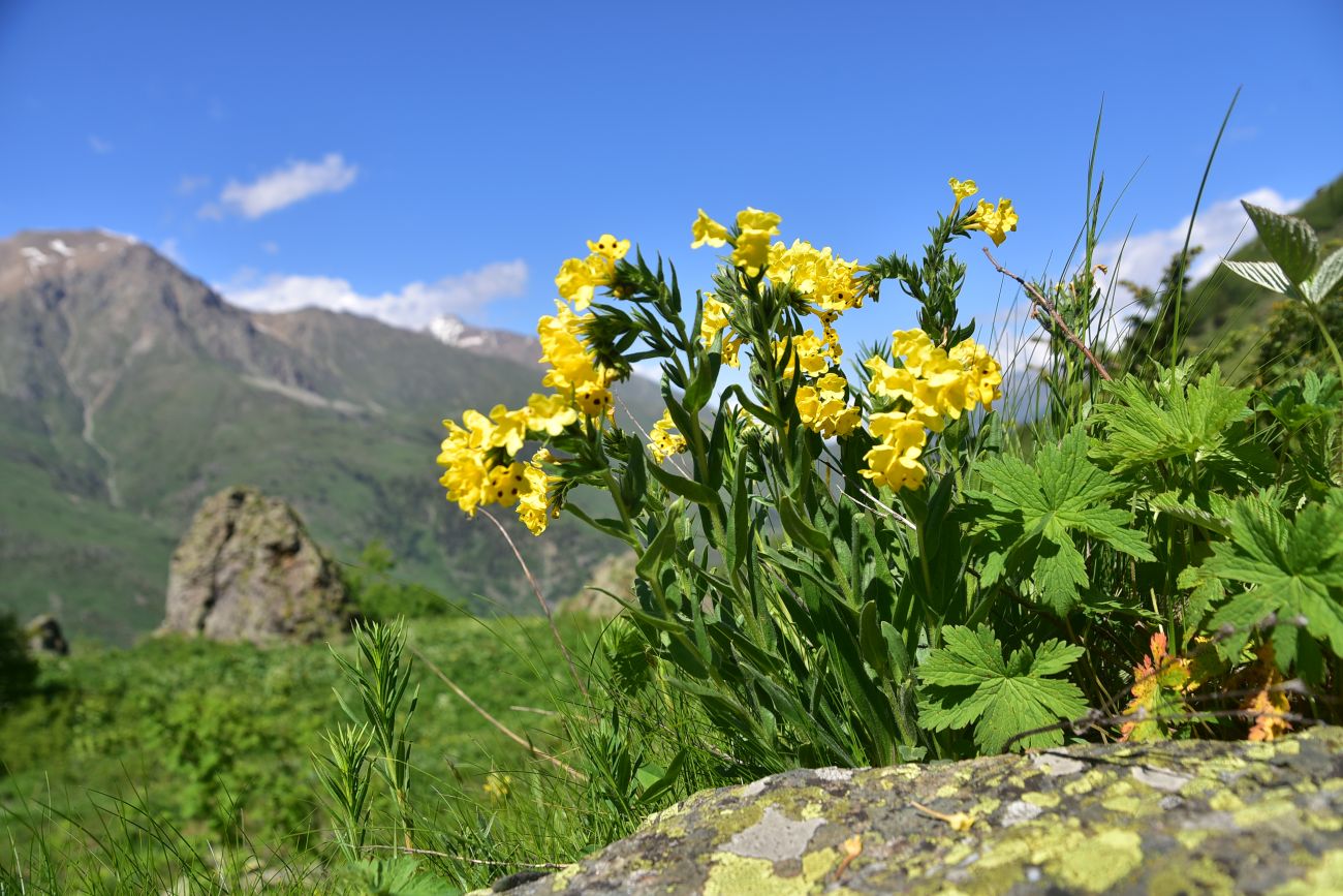 Image of Huynhia pulchra specimen.