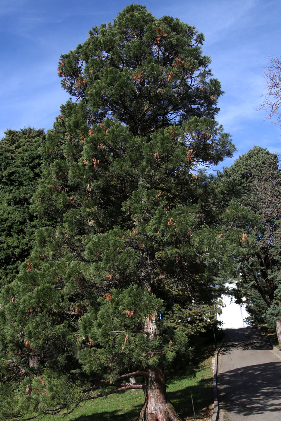 Image of Sequoiadendron giganteum specimen.