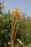 Orobanche alsatica