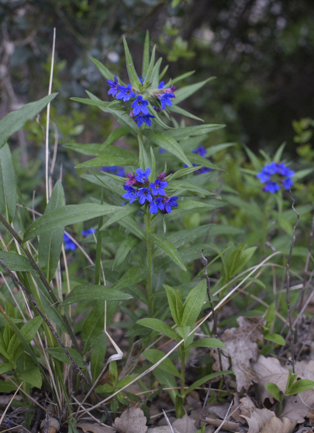 Image of Aegonychon purpurocaeruleum specimen.