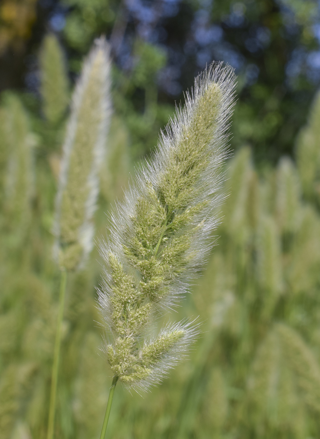 Изображение особи Polypogon monspeliensis.