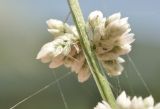 семейство Amaranthaceae