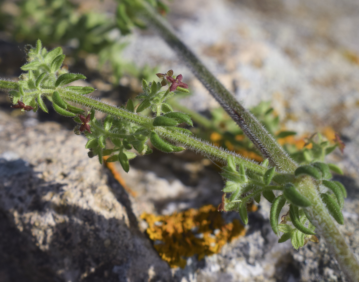 Изображение особи род Galium.