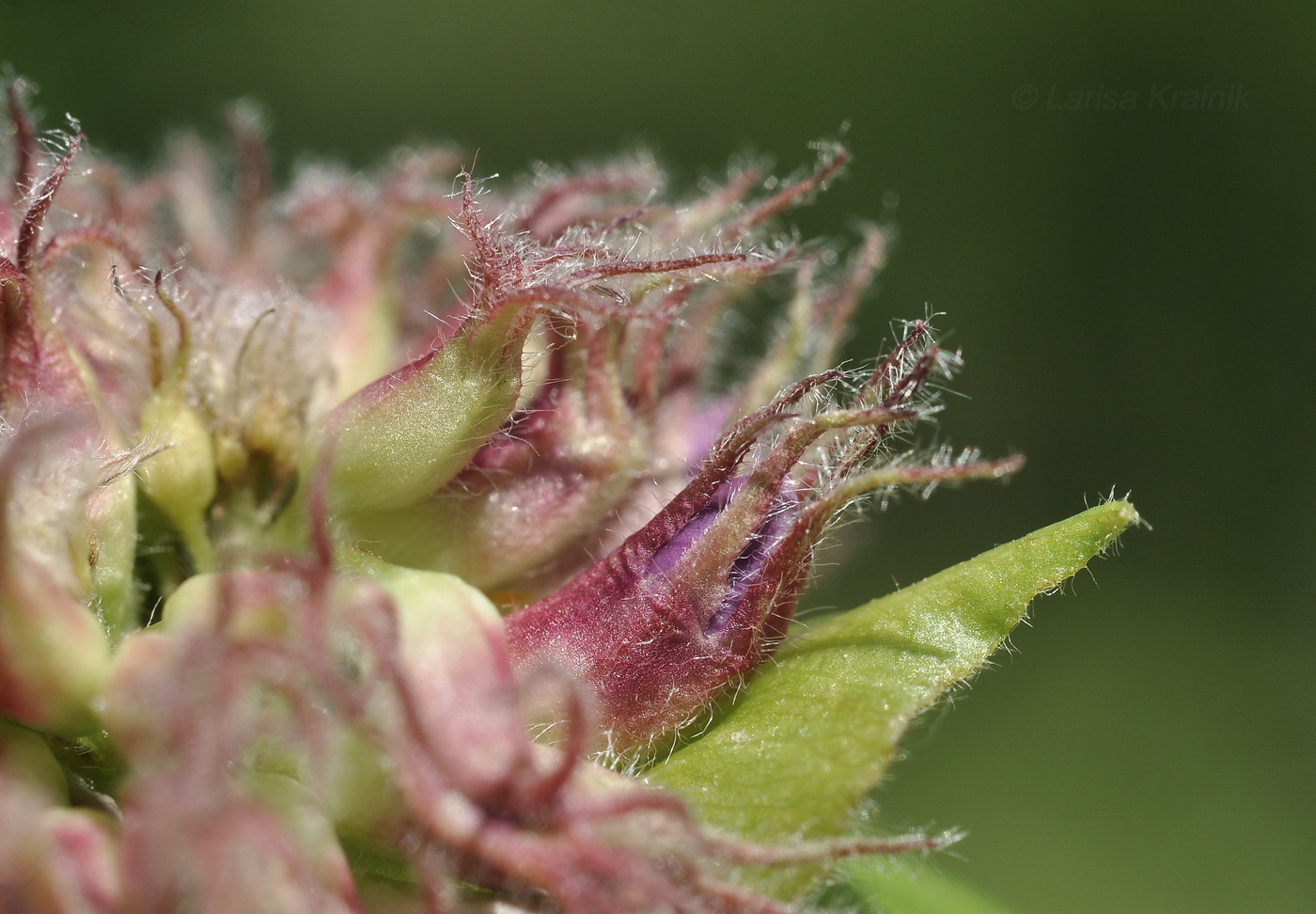Image of Vicia ohwiana specimen.