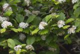 Crataegus maximowiczii