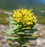 Rhodiola rosea. Верхушка побега с соцветием. Хабаровский край, р-н имени Лазо, массив горы Ко, гора Столовая, выс. ≈ 1800 м н.у.м., горная тундра. 22.06.2026.