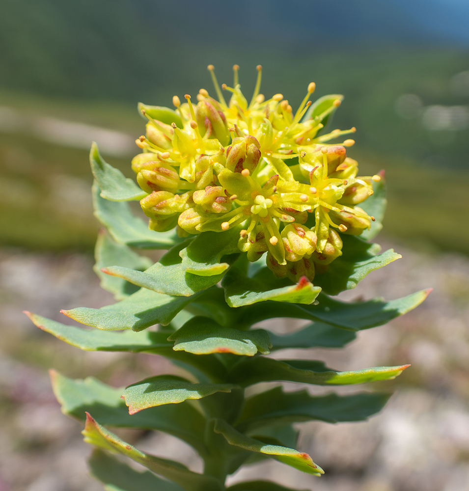 Изображение особи Rhodiola rosea.