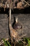 Allium longispathum. Луковицы. Крым, Южный берег, пос. Алупка, обочина. 11.07.2026.