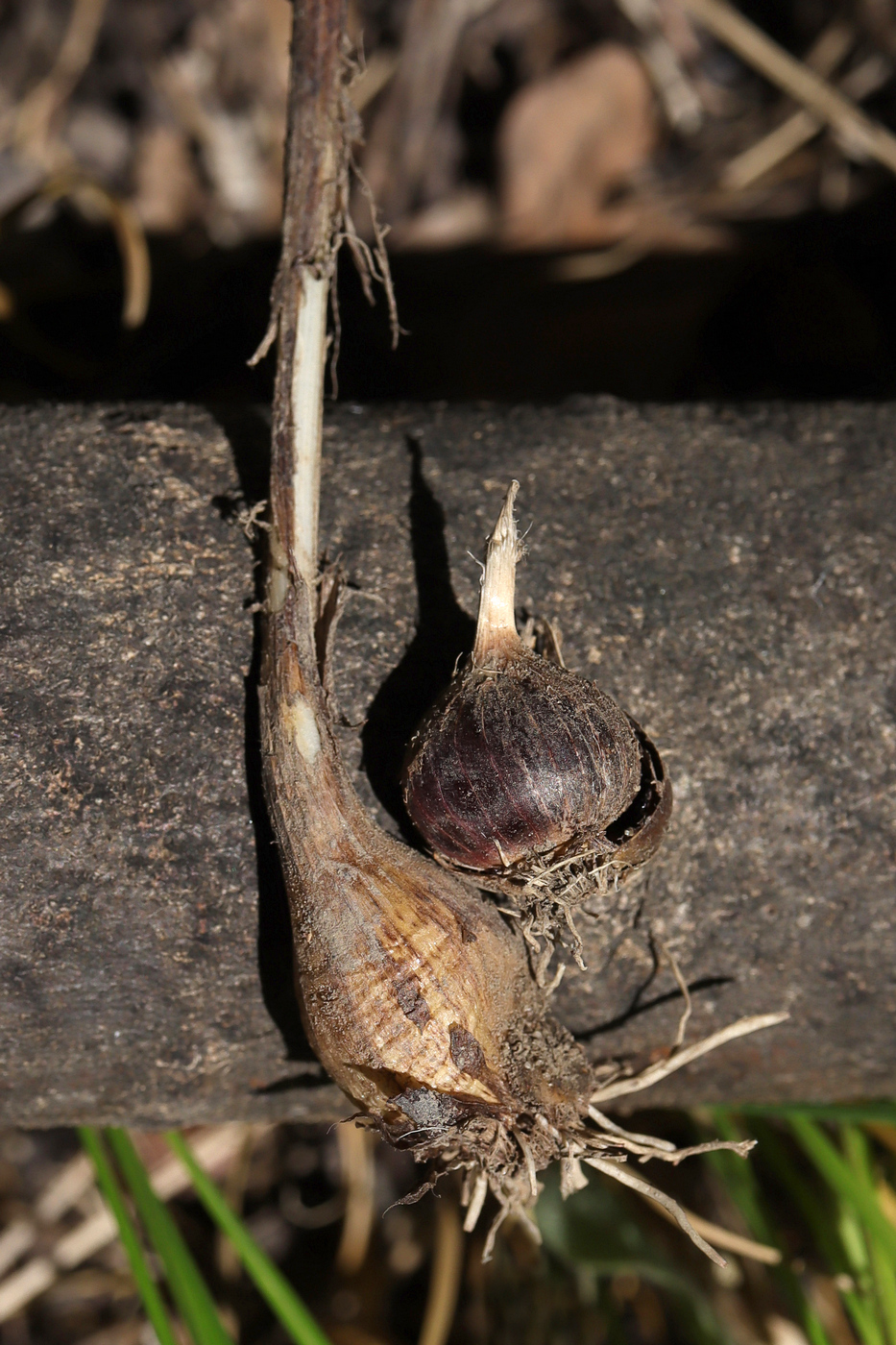 Image of Allium longispathum specimen.