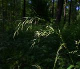 семейство Poaceae