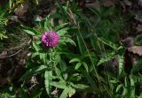 genus Trifolium. Верхушка цветущего растения. Грузия, край Самцхе-Джавахети, Ахалцихский муниципалитет, левый борт р. Цинубанисцкали, 1,8 км выше по течению от горячего источника Цинубани, гребень небольшого отрога, выс. 1150 м н.у.м., под дубами. 9 июня 2026 г.