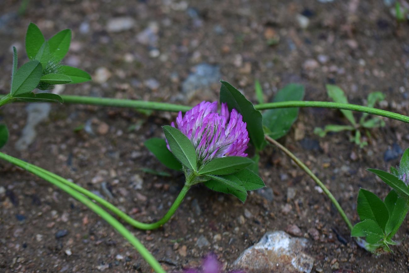 Изображение особи Trifolium pratense.