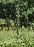 Tulotis hologlottis. Соплодие. Приморский край, Шкотовский р-н, окр. с. Новонежино, сырой луг. 08.08.2026.