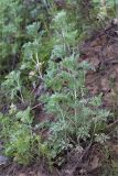 Artemisia absinthium. Вегетирующие растения. Татарстан, окр. с. Камское Устье, обрывистый береговой склон. 05.06.2026.