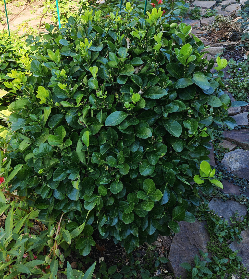Image of Euonymus japonicus specimen.
